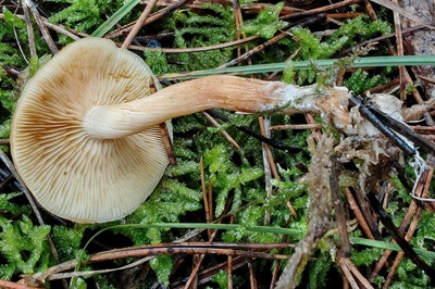 gymnopilus-penetrans4