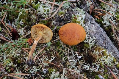 Gymnopilus sapineus