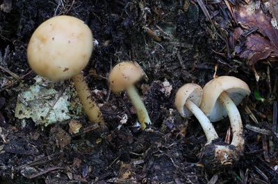 gymnopus-aquosus3
