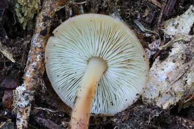 gymnopus-aquosus4