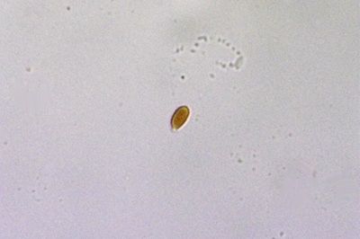 gymnopus-erythropus10