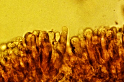 gymnopus-erythropus12