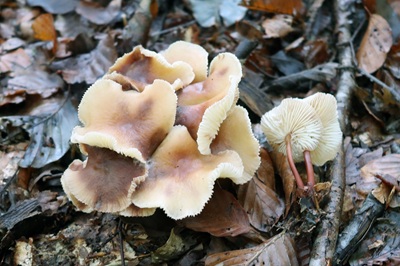 gymnopus-erythropus3