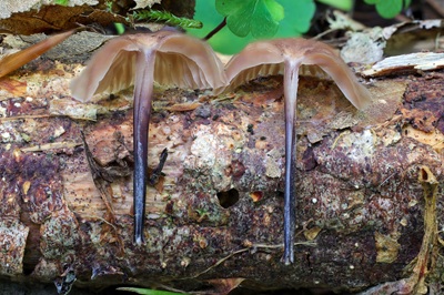 gymnopus-foetidus6