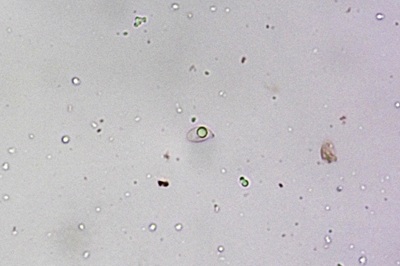 gymnopus-foetidus9