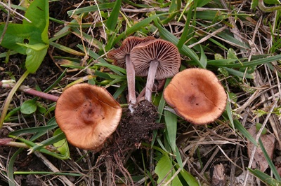 Gymnopus impudicus