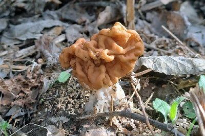 Gyromitra esculenta