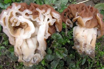 gyromitra-esculenta