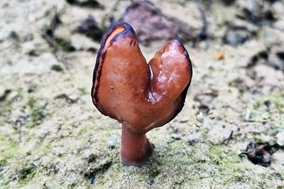 Gyromitra infula