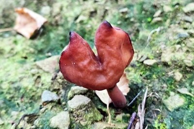 gyromitra-infula