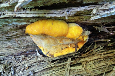 Hapalopilus croceus