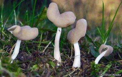 Helvella elastica