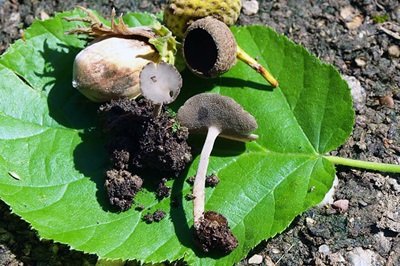 Helvella fibrosa