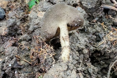 helvella-fibrosa4
