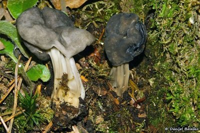 helvella-lacunosa