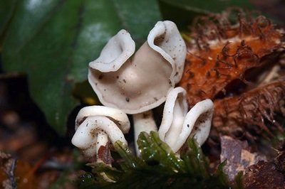 Helvella latispora