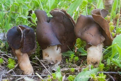 Helvella monachella