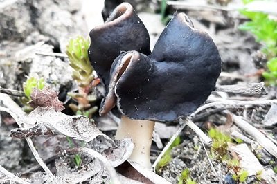 helvella-monachella