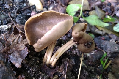 Helvella solitaria