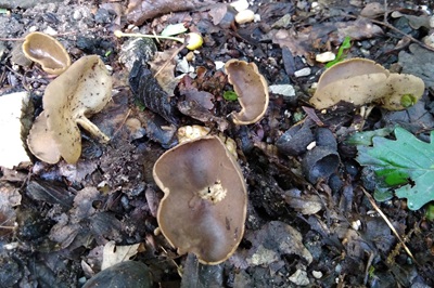 helvella-solitaria1