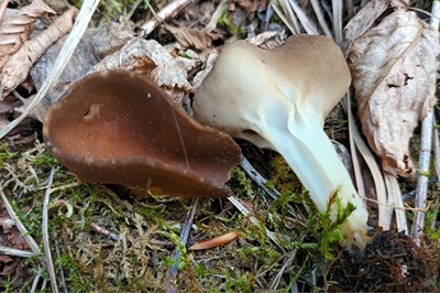helvella-solitaria3