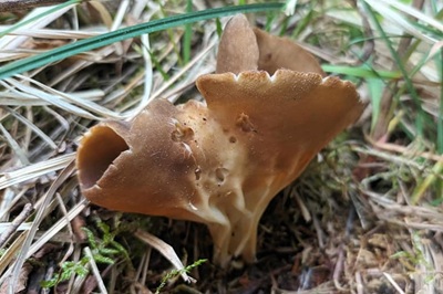 helvella-solitaria4