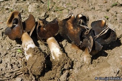 helvella-spadicea