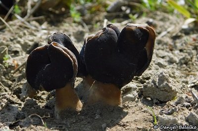 helvella-spadicea