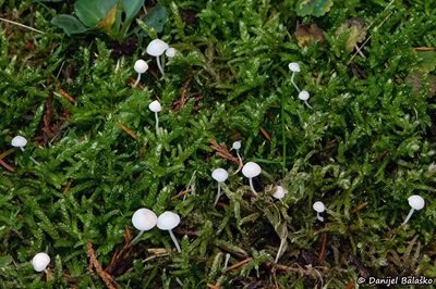 hemimycena-lactea