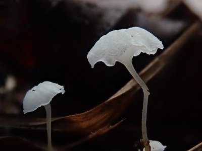 Hemimycena pseudocrispula