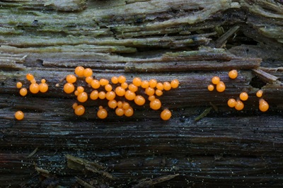 Hemitrichia clavata