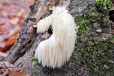 Hericium erinaceus