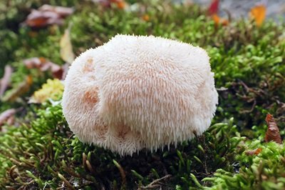 hericium-erinaceus