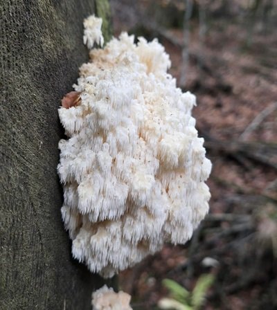 Hericium flagellum