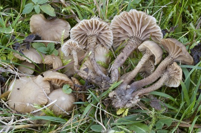 Hodophilus atropunctus