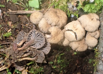 Hodophilus cambriensis