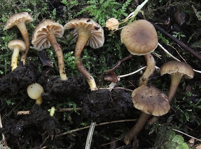 Hodophilus phaeoxanthus