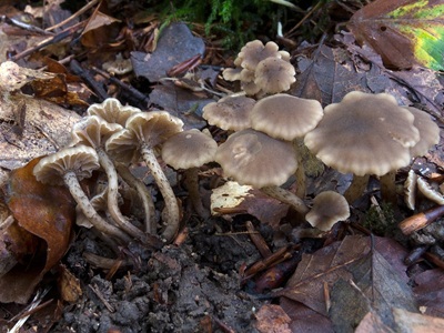 Hodophilus variabilipes