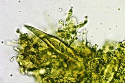 hohenbuehelia-petaloides12