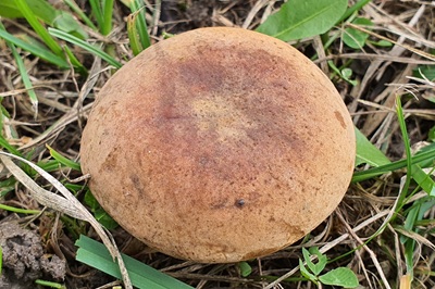 hortiboletus-bubalinus4
