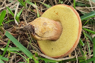 hortiboletus-bubalinus5