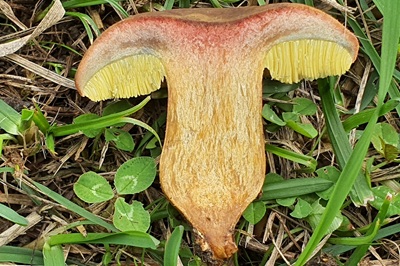 hortiboletus-bubalinus6