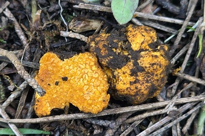 Hydnangium aurantiacum