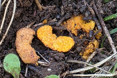 hydnangium-aurantiacum1