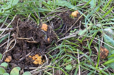 hydnangium-aurantiacum2