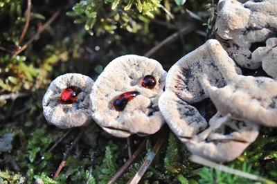 Hydnellum peckii