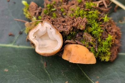 hydnocystis-piligera1