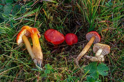 Hygrocybe aurantiosplendens