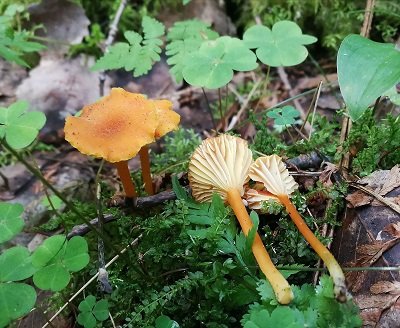 Hygrocybe cantharellus