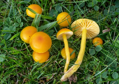 Hygrocybe ceracea